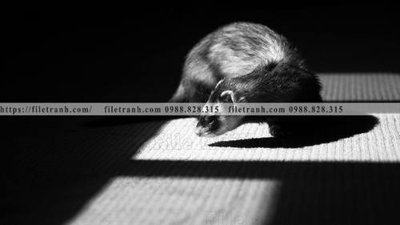 File ảnh gốc can canh chup anh dong vat den trang 291 (chuyên in mica)