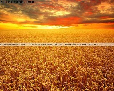 File gốc canh dong lua mi vang 102 (in lụa) trang trí tường