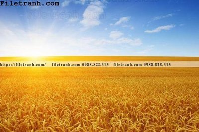 Cung cấp file tranh gốc canh dong lua mi vang 106 độc quyền