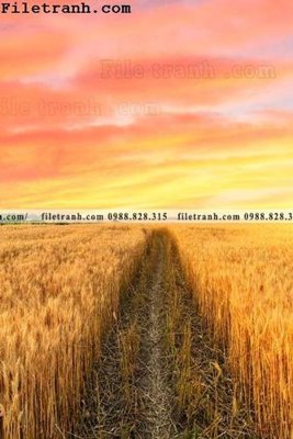 File tranh canh dong lua mi vang 107 (bản gốc) treo phòng ăn