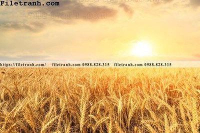 File gốc canh dong lua mi vang 108 (cho in ấn) từ kho Filetranh