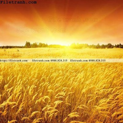 File in trần canh dong lua mi vang 114 (bản gốc) đại dương