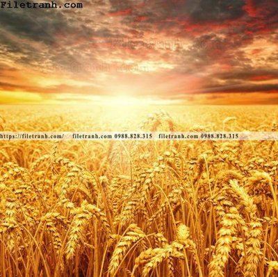 Download file canh dong lua mi vang 116 (gốc) in mica đèn LED