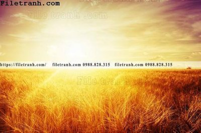 Hình ảnh file gốc canh dong lua mi vang 120 (chất lượng cao)