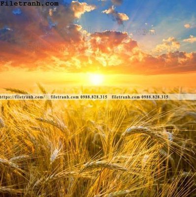 File tranh canh dong lua mi vang 121 (ảnh gốc) in trần nhà