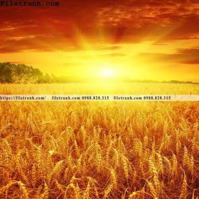 File gốc canh dong lua mi vang 123 (in tráng gương) ốp tường