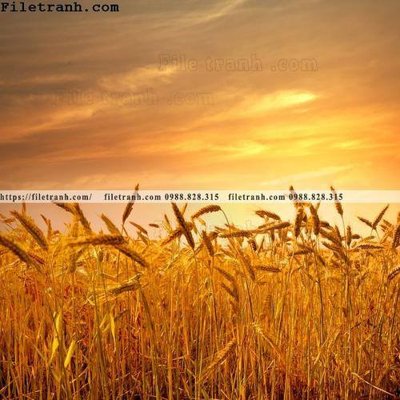 File in lụa canh dong lua mi vang 135 (chất lượng cao) canh dong lua mi vang 135