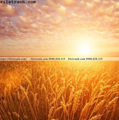 File gốc canh dong lua mi vang 139 (trang trí) phòng ngủ