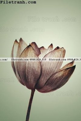 File ảnh cay xanh tuoi nho 171 (gốc) cho trang trí nội thất