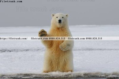 Tải file gốc dong vat thien nhien su tu 503 (bản PSD) đầy đủ layer