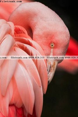 Tải file dong vat thien nhien su tu 505 (ảnh gốc) 300dpi dong vat thien nhien su tu 505