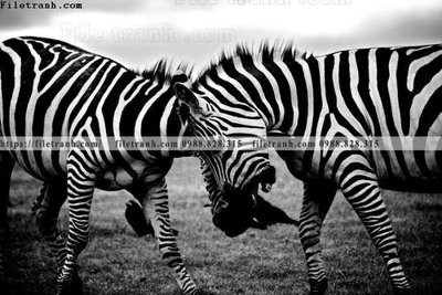 File gốc dong vat thien nhien su tu 517 (in mica) làm quà tặng