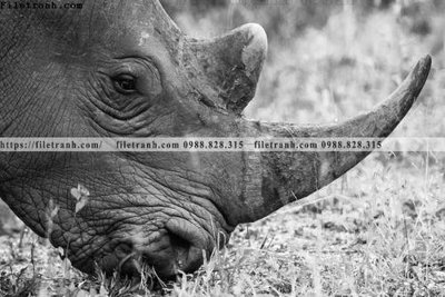 Tải file dong vat thien nhien su tu 538 (gốc) in ấn chất lượng