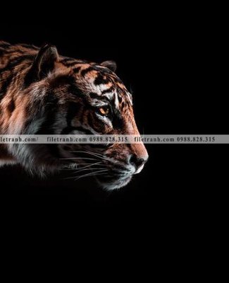 File PSD dong vat thien nhien su tu 549 (bản gốc) cho nhà in