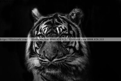 Download file tranh dong vat thien nhien su tu 551 (file gốc PSD)