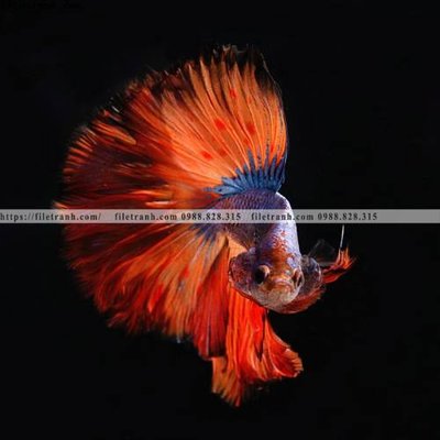 File gốc in ấn dong vat thien nhien su tu 557 độ phân giải cao