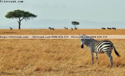 Tải file dong vat thien nhien su tu 569 (PSD) cho in tranh 3D