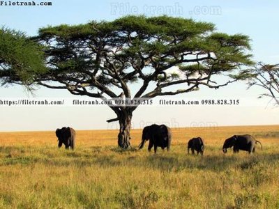 File PSD dong vat thien nhien su tu 572 (chất lượng in ấn)