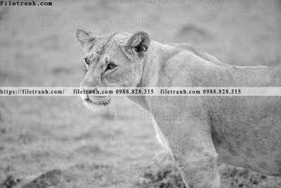 File ảnh dong vat thien nhien su tu 573 (gốc) cho trang trí nhà hàng