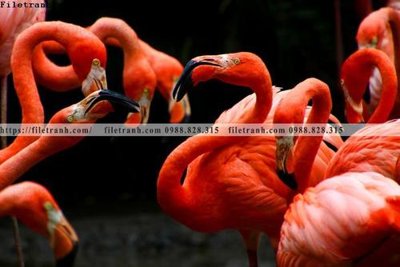 File tranh dong vat thien nhien su tu 581 (gốc) chủ đề trẻ em