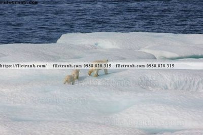 Tải file gốc dong vat thien nhien su tu 587 (in tráng gương) cao cấpFile gốc dong vat thien nhien su tu 587 (in ấn) phiên bản độc quyền