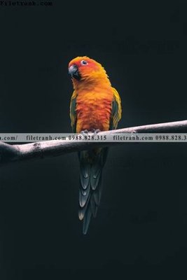 File gốc dong vat thien nhien su tu 593 (PNG) chất lượng cao