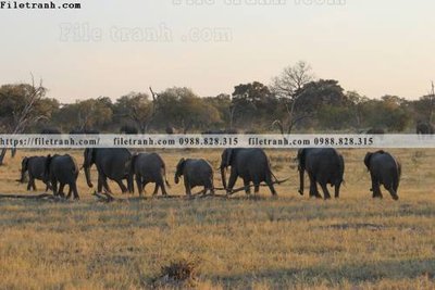 File PSD dong vat thien nhien su tu 605 (bản gốc) đã tách nền