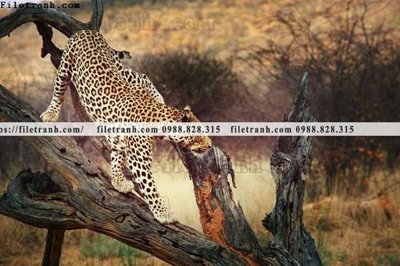 File gốc hinh anh chup anh con bao 613 (thiết kế) độc quyền