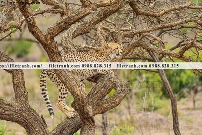 File ảnh hinh anh chup anh con bao 620 (gốc) in quảng cáo ngoài trời