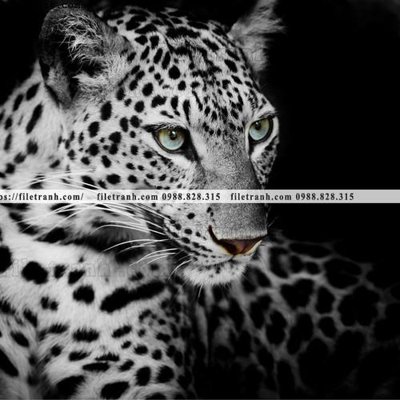 File gốc hinh anh chup anh con bao 626 (PSD/TIFF) độ phân giải cao