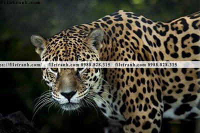 File tranh hinh anh chup anh con bao 628 (gốc) in backlit film