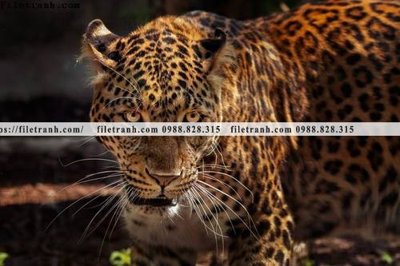 File in trần hinh anh chup anh con bao 637 (file gốc) chủ đề vũ trụ