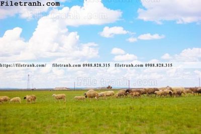 Tải file gốc hinh anh chup anh dong co 208 (bản PSD) đầy đủ layer