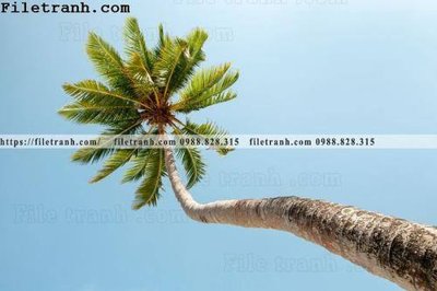 File in mica hinh anh phong canh cay co cay dua ngang 106 (bản gốc) sắc sảo