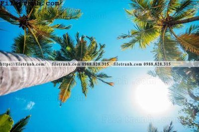 File gốc hinh anh phong canh cay co cay dua ngang 119 (chuẩn màu) cho in offset