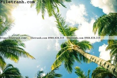 File gốc hinh anh phong canh cay co cay dua ngang 120 (ảnh rõ nét) để in