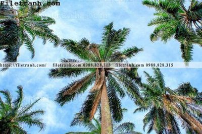 Cung cấp file tranh gốc hinh anh phong canh cay co cay dua ngang 122 độc quyền