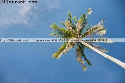 File in mica hinh anh phong canh cay co cay dua ngang 141 (bản gốc) sắc sảo