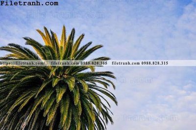File gốc hinh anh phong canh cay co cay dua ngang 144 cho in ấn và thiết kế