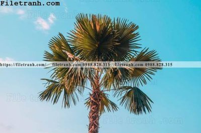 Download file tranh PSD hinh anh phong canh cay co cay dua ngang 145 để chỉnh sửa
