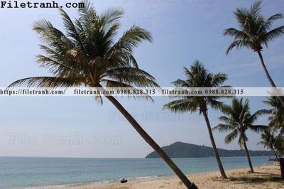 Mua file gốc hinh anh phong canh cay co cay dua ngang 151 (in ấn) tại Filetranh.com