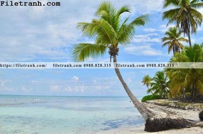 File gốc hinh anh phong canh cay co cay dua ngang 153 (in ấn) không giới hạn