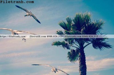 File gốc hinh anh phong canh cay co cay dua ngang 155 (in tráng gương) ốp tường