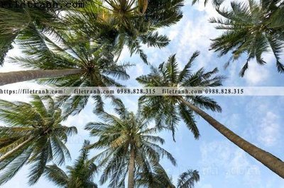 Tải về file gốc hinh anh phong canh cay co cay dua ngang 174 (chuẩn in ấn)