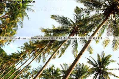 File tranh hinh anh phong canh cay co cay dua ngang 175 (ảnh gốc) không bị mờ