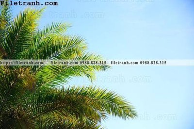 File in trần hinh anh phong canh cay co cay dua ngang 184 (file gốc) phong thủy