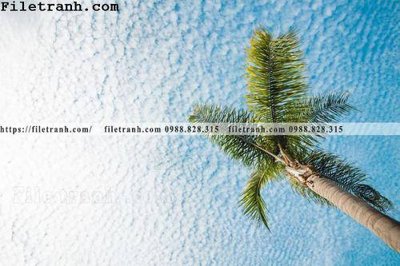 File PSD hinh anh phong canh cay co cay dua ngang 187 (bản gốc) cho nhà in