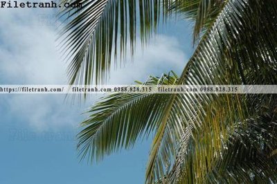 File tranh hinh anh phong canh cay co cay dua ngang 188 (ảnh gốc) chi tiết rõ ràng