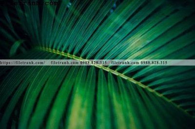 Download file hinh anh phong canh cay co cay dua ngang 192 (gốc) in mica bàn thờ