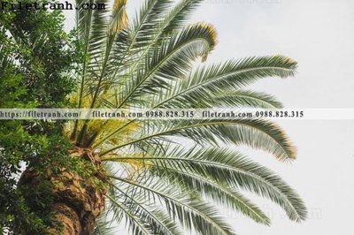 File in trần hinh anh phong canh cay co cay dua ngang 195 (bản gốc) phong cảnh